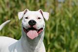 DOGUE ARGENTIN 369